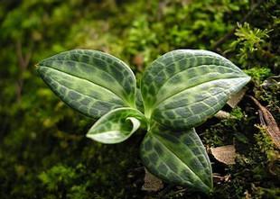 竹叶青,蕲蛇药,尖叶山蝴蝶,竹叶小青,肺角草(《浙江民间常用草药》)