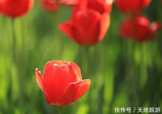 花卉摄影:醉人郁金香