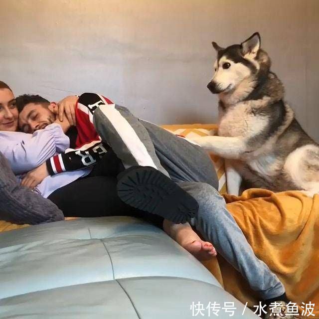 哈士奇也会吃醋,看男主人抱着女主人,用撒娇引起注意 99真人官网
