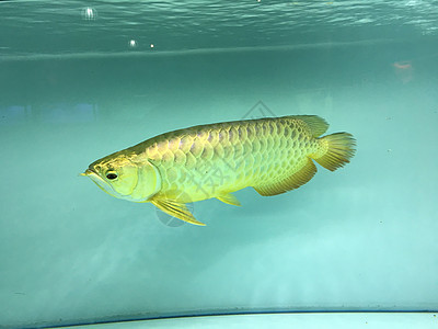 丹寨縣眾彩水族館（貴州丹寨眾壘實業(yè)有限公司） 全國水族館企業(yè)名錄