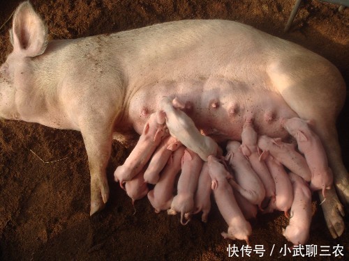 作为普普通通农民来告诉你,为什么母猪肉不能