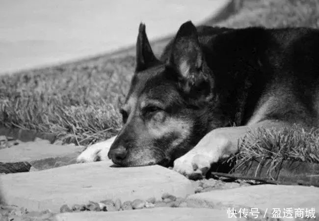 主人去世，爱犬随之消失，11年后真相大白：我愿一生孤独，只为爱