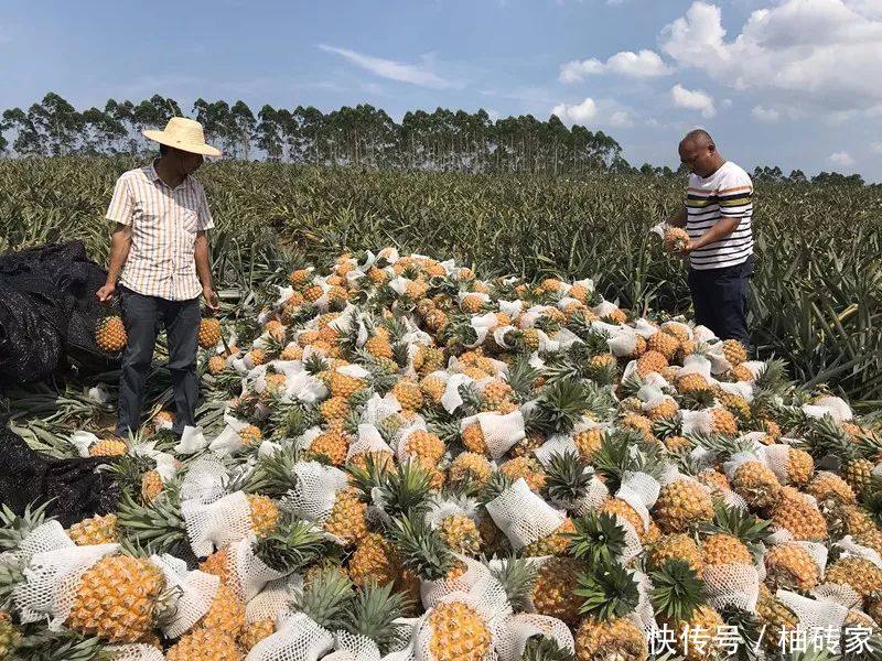 这种水果全身是刺，吃起来很麻烦，农民见了就哭，却不知它能抗癌