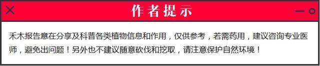 农村一奇特野果，酷似石榴，扔水里能毒晕活鱼，还能做农药杀害虫