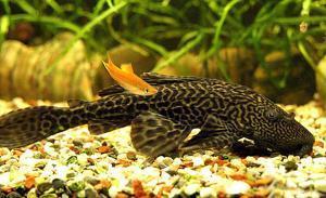 草缸能养清道夫吗_360问答