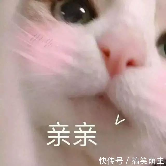 卖萌公众表情:你这个小可爱,电你喔表情号多文章信猫咪段子包微的图片