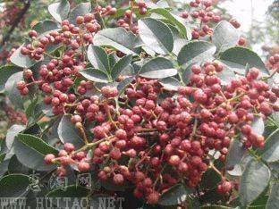 花椒树可以直接<em>嫁接</em>在槐树根上吗_360问答