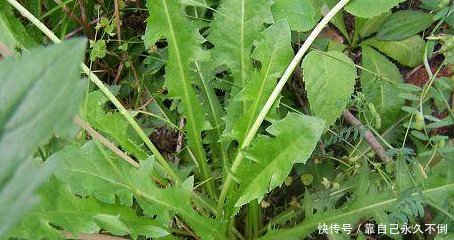 老中医告诉你10种抗癌野菜,医生都在抢着吃!