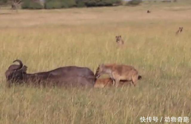 两只小鬣狗偷袭正在吃草的野牛,咬碎野牛蛋蛋