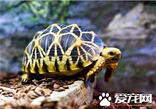 家养龟的种类 五种家养龟的常见种类_360问答