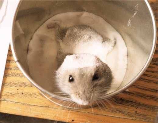 如何给仓鼠洗澡_360问答