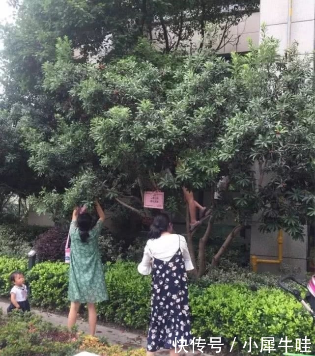 别墅业主被廉租房小区摘着吃,杨梅业主很不满诸暨华国公别墅图片