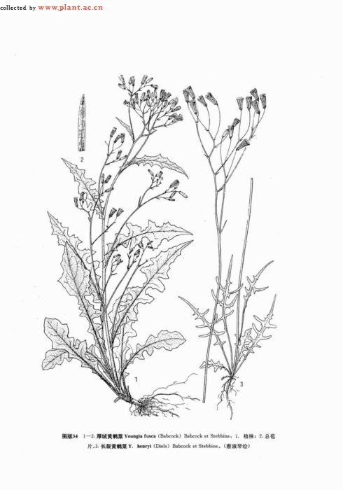 厚绒黄鹌菜