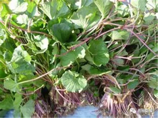 流口水!德宏这些野菜里,藏着春天的味道!