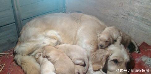 金毛妈妈最后的孩子被抓走,眼角泛着泪花,一个