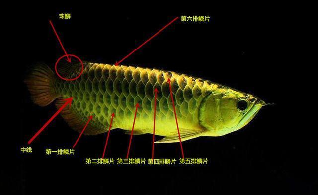 紅龍魚(yú)代表什么生肖（紅龍魚(yú)代表什么生肖動(dòng)物）