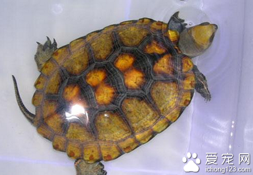 日本石龟怎么养 日本石龟饲养起来并不难_360