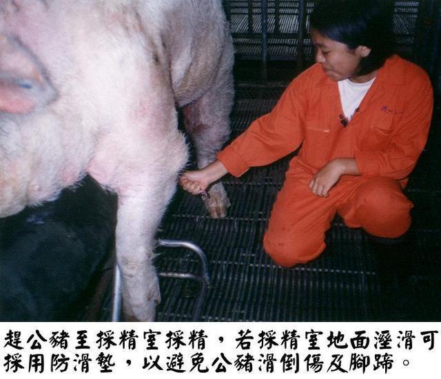 在四川话里脚猪(或者是角猪)是什么意思?应该