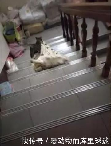 捡到一只心机猫,每次主人给它滴完眼药水,就拖着被子找婆婆诉苦 pt电子游戏