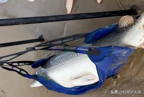 白银市白银区兴龙水族馆（白银市白银区兴龙水族馆电话）