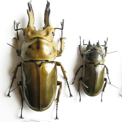 鬼囹ad9%_黄金鬼锹