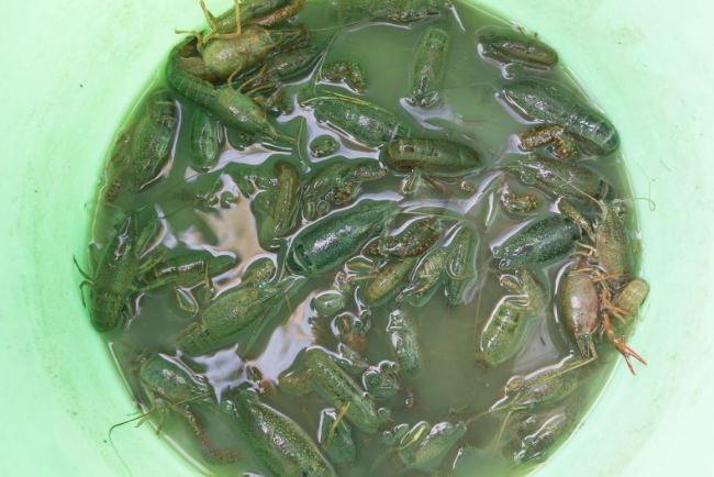 浙江:男孩烈日下钓龙虾补贴家用 徒手抓青蛙作诱饵