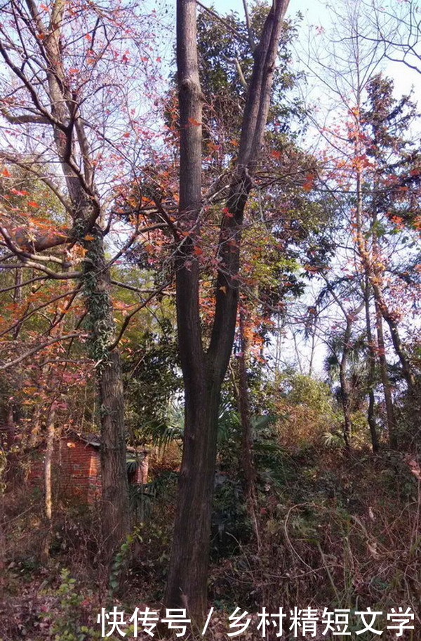 第41期:苦命的女人(生活纪实小小说)