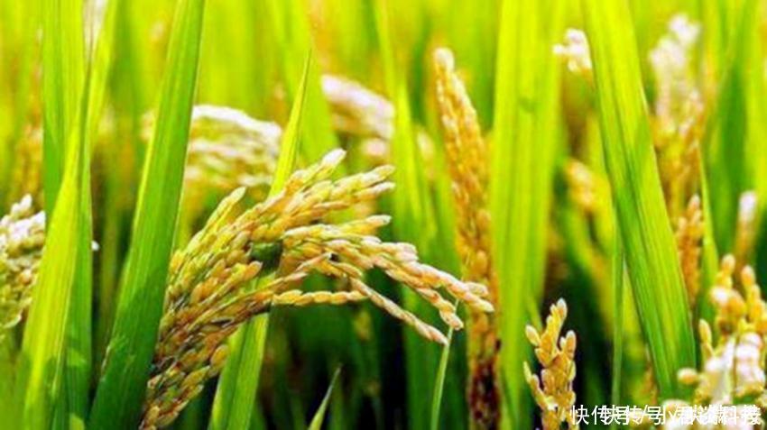 当代“神农”再显神功， 将沙漠变成黄金， 沙漠水稻引科学界轰动!