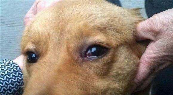 狗狗哭吧哭吧不是罪,伤心的话哭也可以的!到底