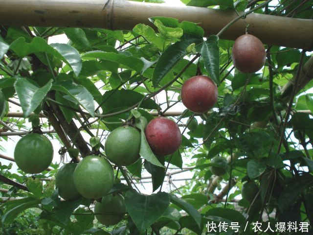 农村小伙种植百香果经验，一年四季果实满满，吃都吃不完快试一试