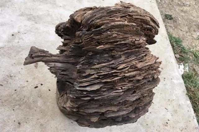 老人想要将它砍了当柴火,儿子阻止后发现大奥秘!