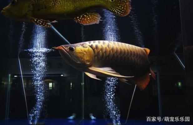 品牌金龍魚純正花生油是真的嗎嗎（品牌金龍魚純正花生油是真的嗎嗎知乎）