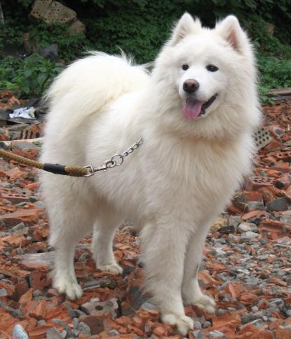 长的很大的白狗是什么狗?