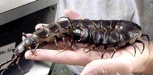 世界上最大的巨人