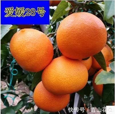 爱媛28号杂柑在湖北省黄石市引种丰产种植技