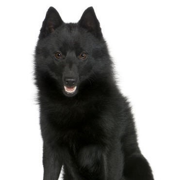 基本介绍 品种名称:史奇派克犬 英文名称:schipperke 体型分类:小型