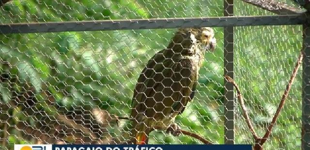 鹦鹉给毒贩通风报信 被警察逮捕