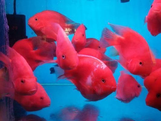 详细阅读:<strong><mark>arowana</mark></strong> in Serbia,Montenegro :<strong><mark>arowana</mark></strong> in Serbia and Montenegro: A Comprehensive Guide to the Exotic Fish Market in the Balkans <strong><mark>arowana</mark></strong> in Serbia,Montenegro :<strong><mark>arowana</mark></strong> in Serbia and Montenegro: A Comprehensive Guide to the Exotic Fish Market in the Balkans