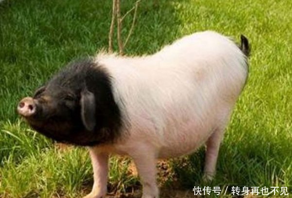 金华猪正确的饲养技术,这些方方面面的问题,都