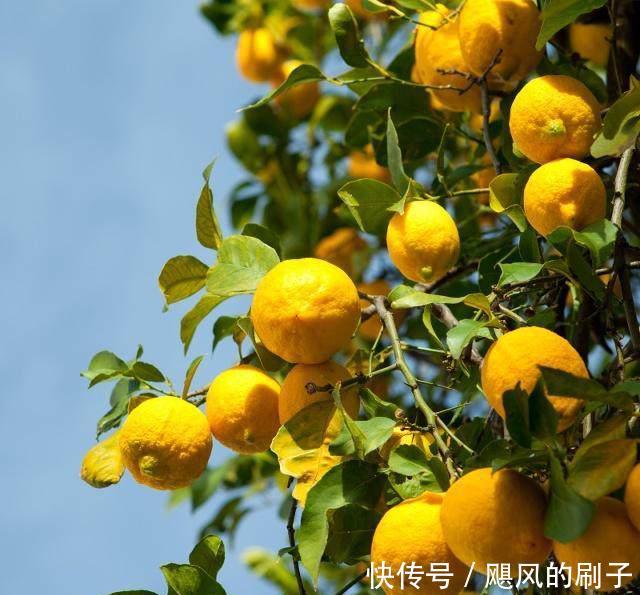 老花农教你如何修剪柠檬盆栽,这样打理柠檬挂