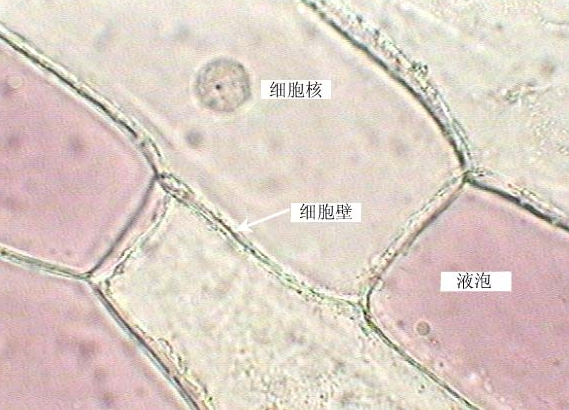 洋葱磷片叶外表皮细胞能观察到清晰的细胞核吗