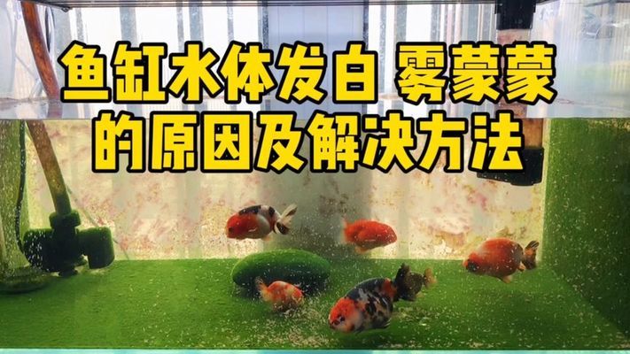 一體上濾魚缸怎么樣？(魚缸上濾效果怎么樣)