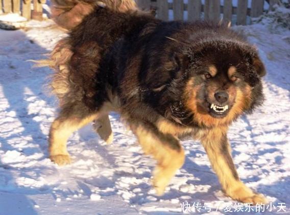 3万“猛犬大军”征战欧洲,成吉思汗的这些狗到底有多厉害 玛雅maya18