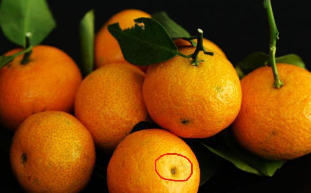 什么样的橘子最甜?其实他们也有公母之分,很