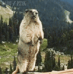 土拨鼠尖叫神怼技能开启!怼的你怀疑人生