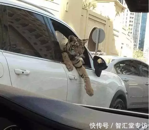 兰博基尼警车、疯狂的建筑、不可思议的宠物......这是迪拜人的生