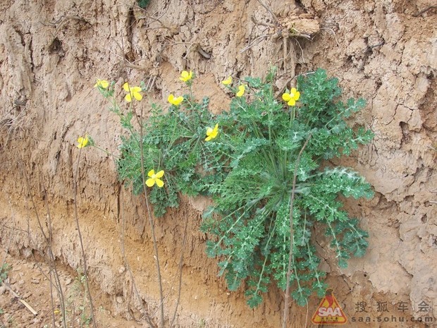 我知道这是什么花了,秃疮花,陕西叫勒马回