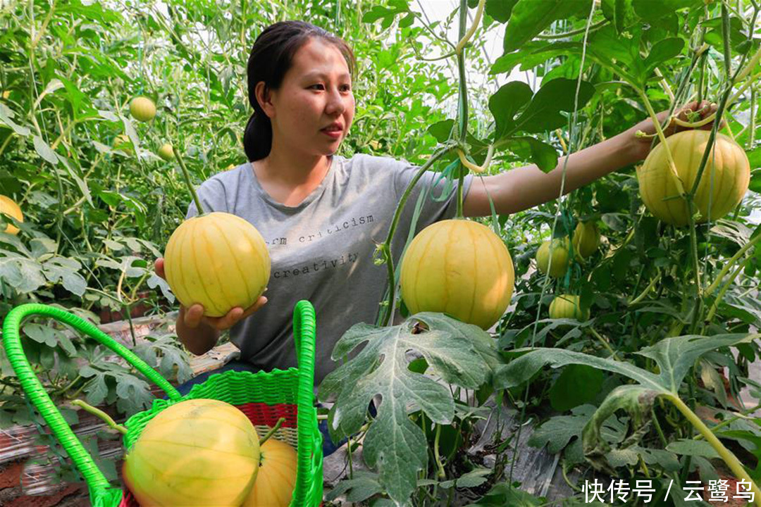 农民吊种黄金西瓜,亩产高达4000斤,农民说出了