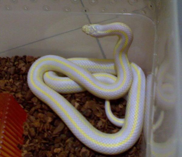 什么蛇,适合家庭饲养?_360问答