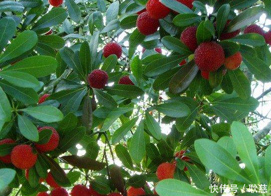 它堪比樱桃、荔枝,成了五月营养最高的水果